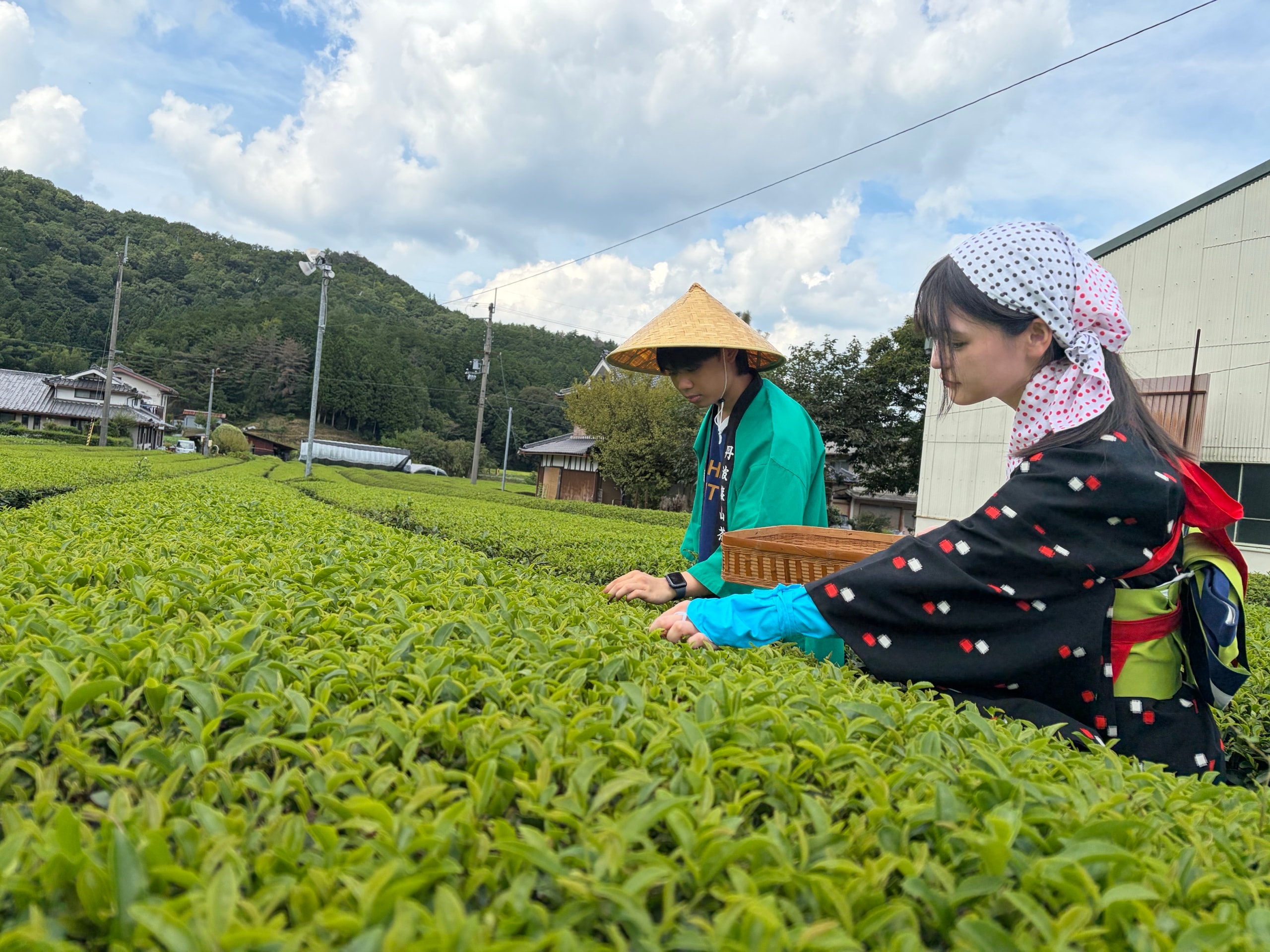 宇治の茶畑で新芽を手摘みする様子